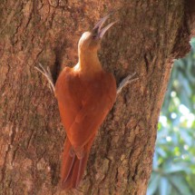 Another bird in the paradise